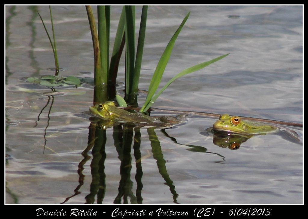 E queste Pelophylax si possono ident. dai sacchi vocali?(CE)